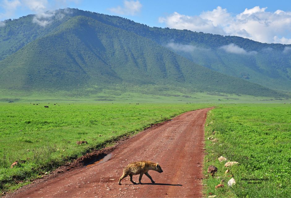 Hyena in Ngorongoro Crater