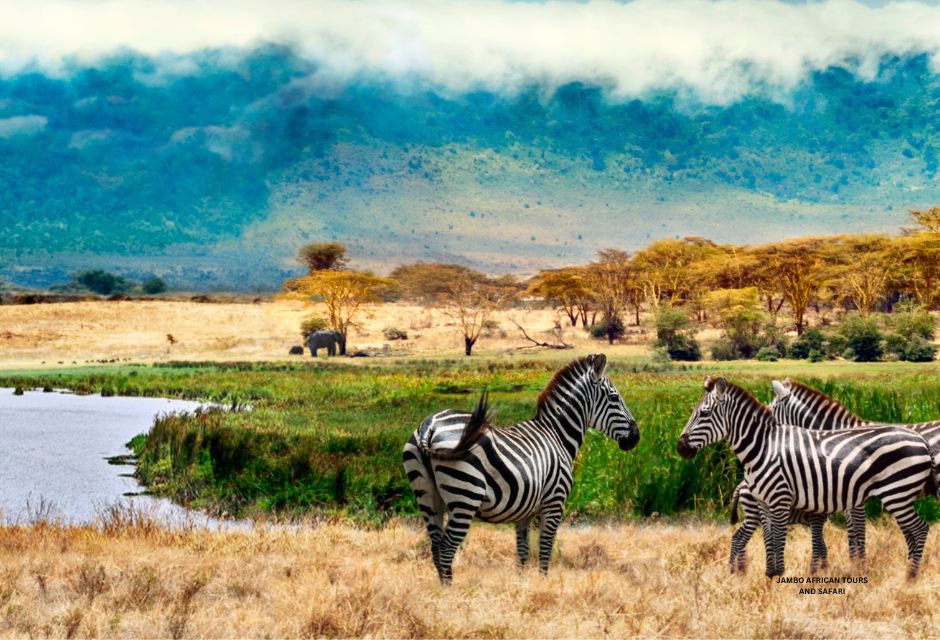 Zebras of Ngorongoro crater